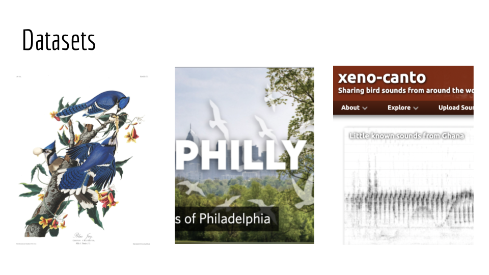 Images representing the three datasets, including a blue jay plate from Audubon's Birds of North America, a screenshot saying "Philly" on a sky background from the Birds of Philadelphia project, and a screenshot of xeno-canto.